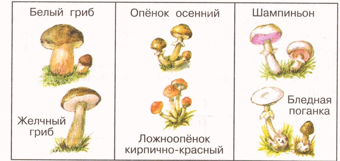 Как называется данная группа грибов. Съедобные грибы и несъедобные грибы 3 класс окружающий мир. Грибы двойники съедобные и несъедобные. Грибы двойники съедобные и несъедобные рисунок. Ядовитые грибы 2 класс Плешаков.