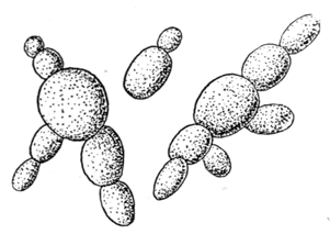 Рассмотрите рисунок с изображением дрожжей какое. Почкование дрожжей. Saccharomyces почкование. Почкование дрожжей рисунок биология. Дрожжи грибы.