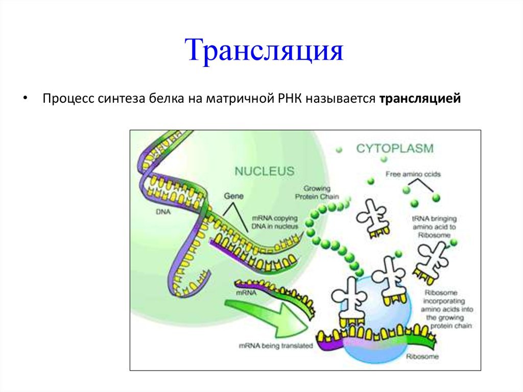 Происходят реакции матричного синтеза. Схема биосинтеза белка транскрипция и трансляция. Схема транскрипции синтеза белка. Биосинтез белка репликация транскрипция трансляция. Процессы трансляции биосинтеза белка.