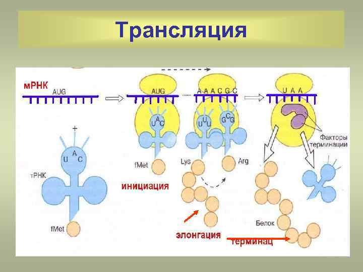Этапы инициации трансляции. Биосинтез белка инициация трансляции. Биосинтез белка трансляция инициация элонгация терминация. Синтез белка трансляция этапы инициация элонгация. Схема процесса трансляции биология.