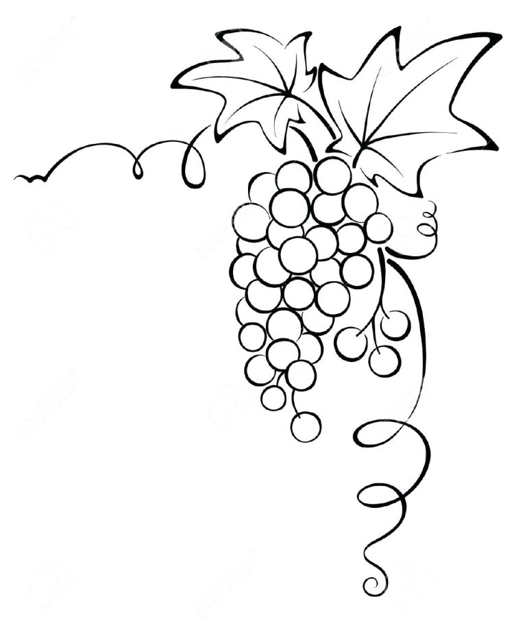 Идеи для срисовки гроздь винограда (85 фото) » идеи рисунков для срисовки и  картинки в стиле арт - АРТ.КАРТИНКОФ.КЛАБ