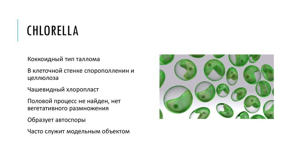 Хлорелла отличается. Хлорелла водоросль строение. Строение клеток зеленых водорослей хлорелла. Зеленые водоросли хлореллы строение. Хлорелла строение клетки.