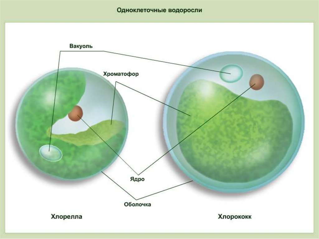 Одноклеточные водоросли фотосинтез. Строение клеток зеленых водорослей хлорелла. Одноклеточная водоросль хлорелла. Строение хлореллы рисунок с подписями. Хлорелла водоросль строение.