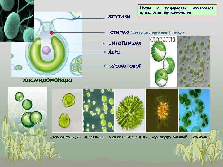 Известно что хламидомонада одноклеточная фотосинтезирующая зеленая водоросль. Хлорелла строение. Строение хламидомонады и хлореллы. Хлорелла царство. Хлорелла водоросль строение.