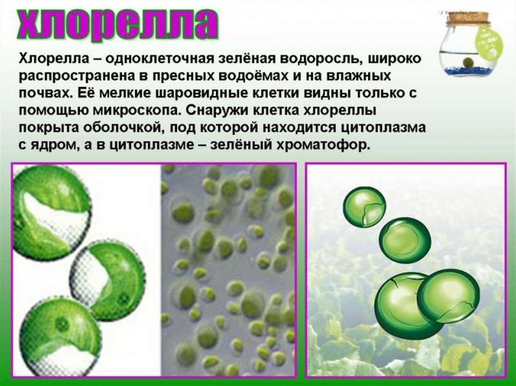 В каких биотехнологиях используют одноклеточные водоросли. Одноклеточная водоросль хлорелла. Одноклеточные зеленые водоросли 5 класс биология. Одноклеточные зеленые водоросли хлорелла. Хлорелла под микроскопом строение.