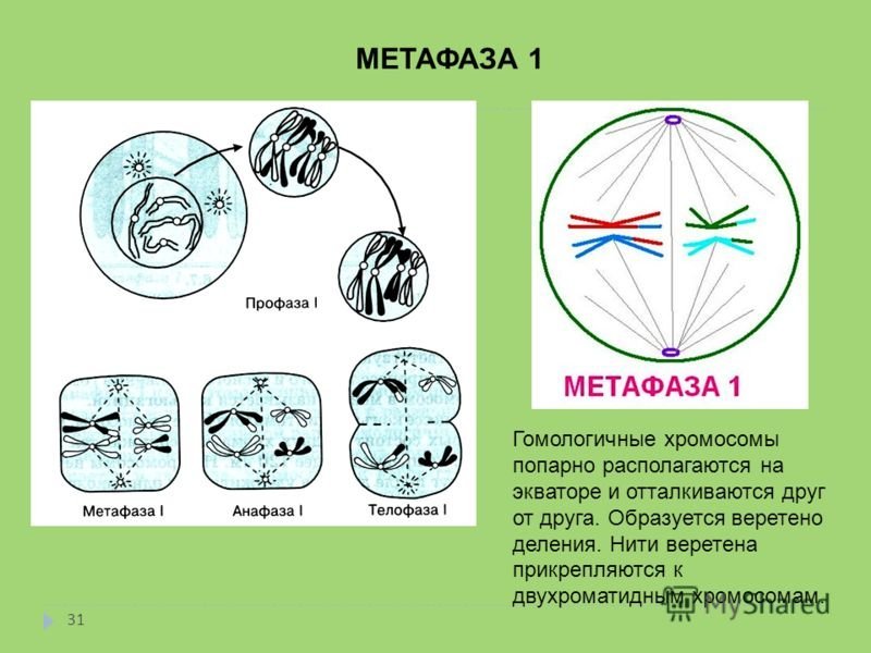 Мейоз анафаза 2 набор хромосом. Профаза 2 метафаза 2 анафаза 2 телофаза 2. Метафаза мейоза 2. Телофаза мейоза 2. Профаза 2 метафаза 2.