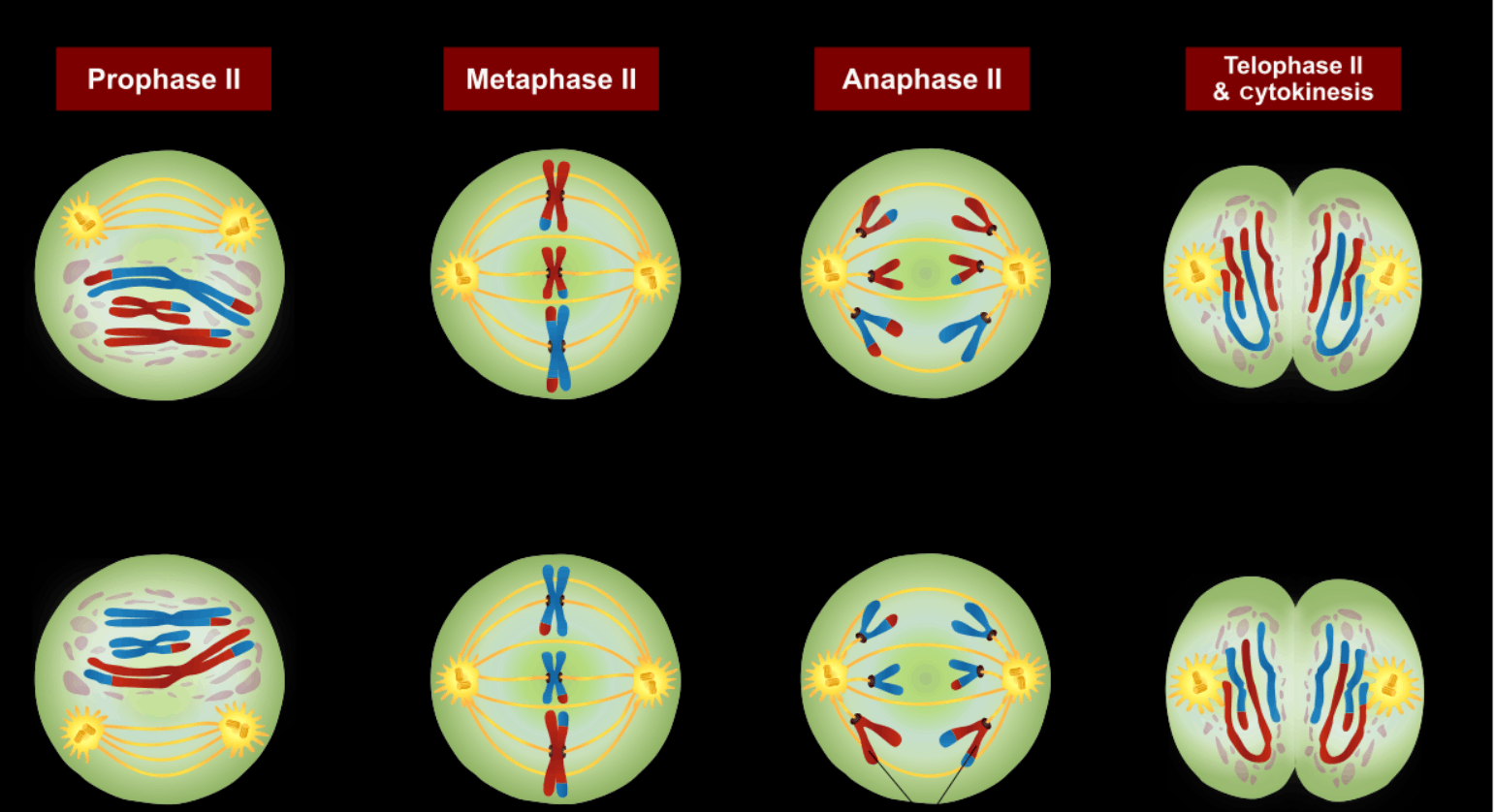 Случайное сочетание негомологичных хромосом в мейозе. Мейоз. Деление клетки. Анафаза мейоза 1. Кроссинговер в мейозе.