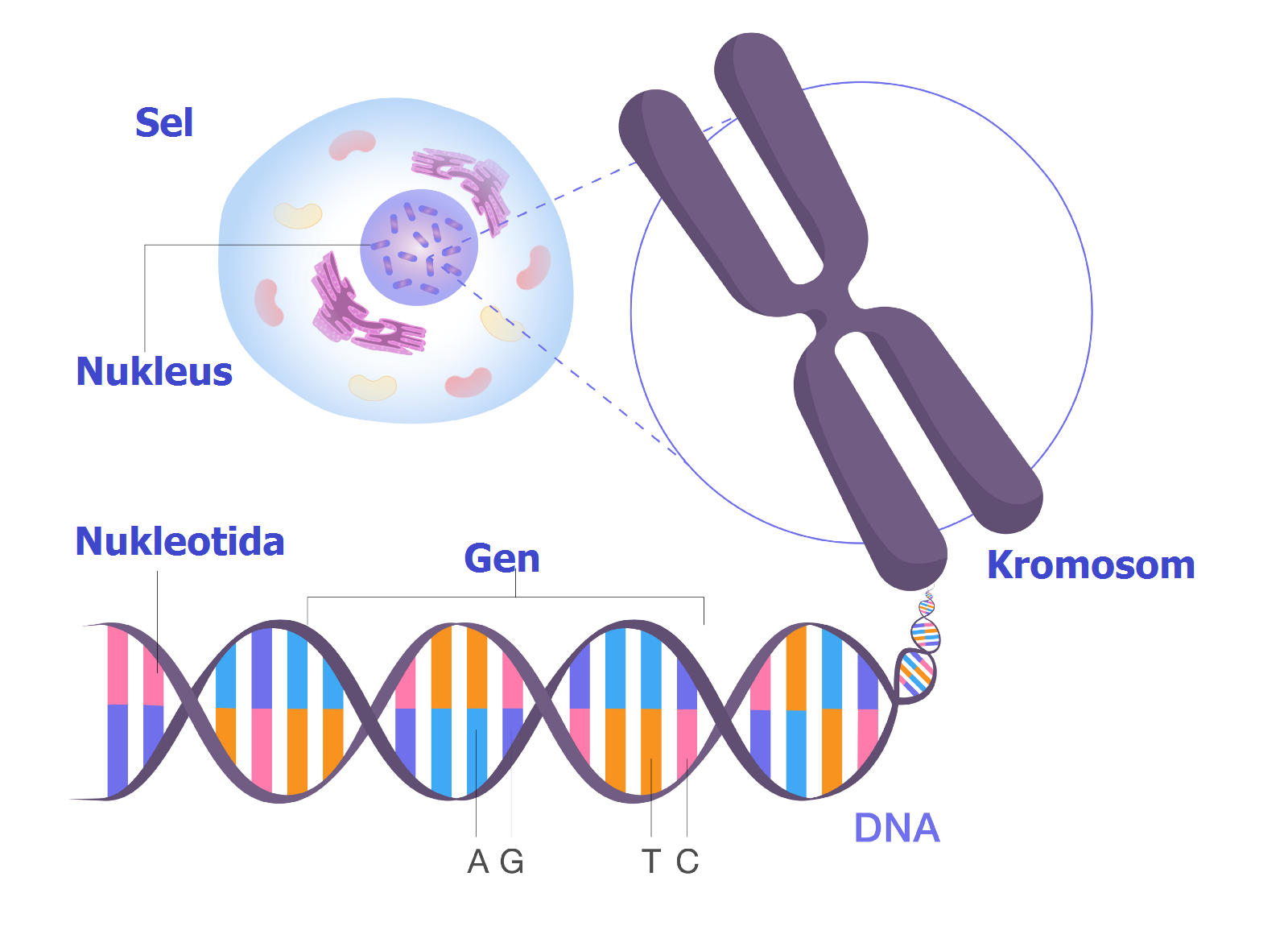 Хромосома в растительной клетке. Хромосома. Гены и хромосомы. Строение хромосомы.