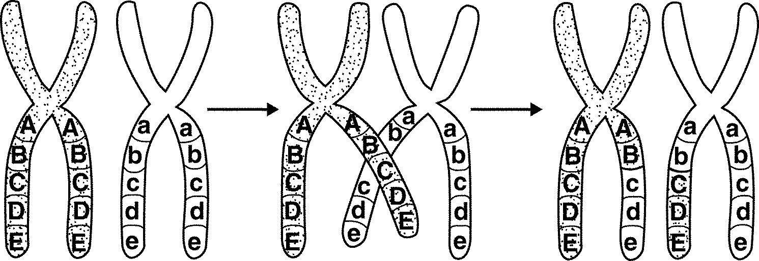 Кольцевая 4 хромосома. Локус хромосомы аллели. Строение хромосомы аллели. Хромосома ген аллель. Хромосомы гены аллели.