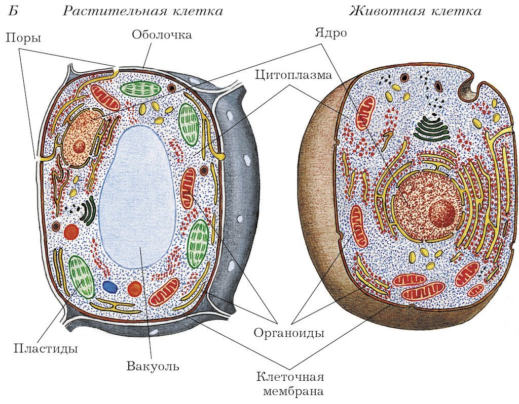 Рис 1 строение растительной клетки. Структура растительной клетки рисунок. Схема строения клетки животного и растения. Строение растительной и животной клеток 5 класс биология рисунок. Строение растительной и животной клетки.
