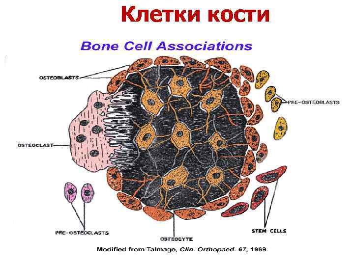 Клетки б укорачивание. Остеоциты строение клетки. Остеобласты функции гистология. Остеобласты (костные клетки),. Остеобласт строение.