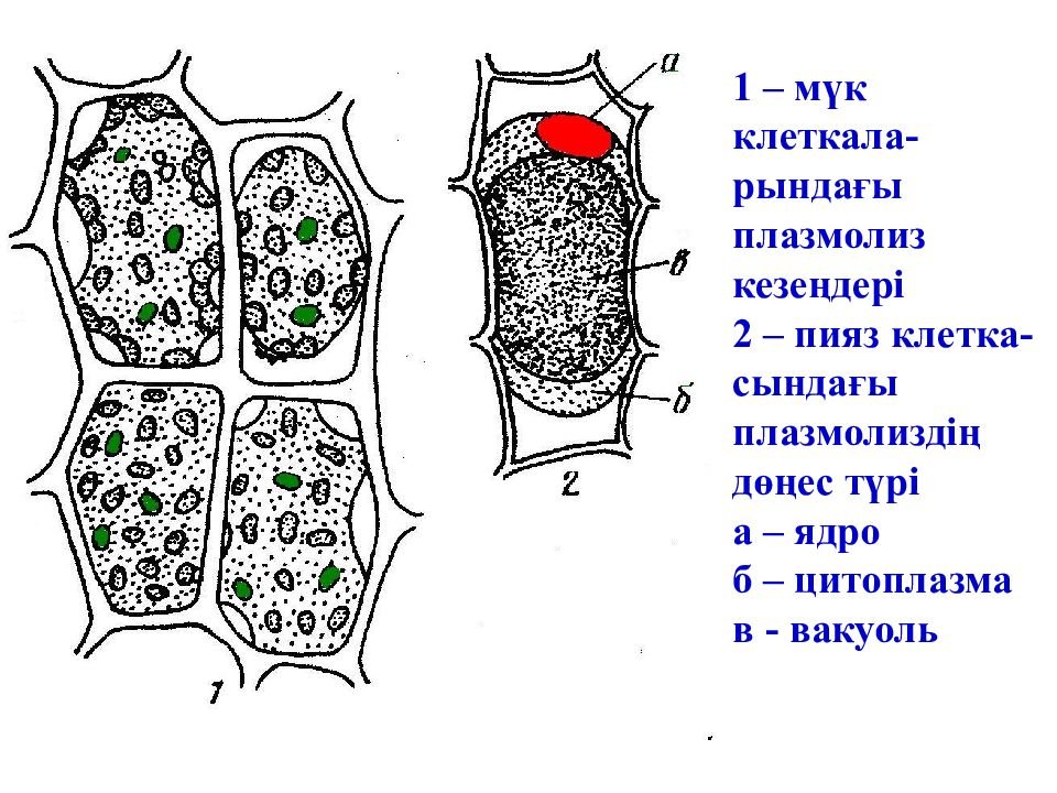Наблюдение плазмолиза. Строение растительной клетки плазмолиз. Плазмолиз растительной клетки рисунок. Плазмолиз строение клетки.