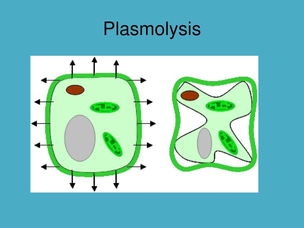 Плазмолиз и деплазмолиз в клетках. Деплазмолиз растительной клетки. Плазмолиз растительной клетки. Плазмолизированную клетку. Плазмолиз клетки.