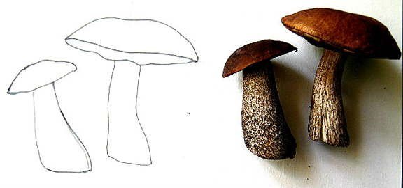 Подберезовики цифра 3. Подберезовик гриб шляпка. Шляпка гриба подосиновик. Нарисовать гриб подберезовик карандашом. Поэтапное рисование гриба.