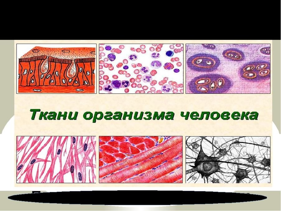 Названия тканей человека. Ткани человека. Ткани человеческого организма. Строение тканей человека. Ткани человека анатомия.