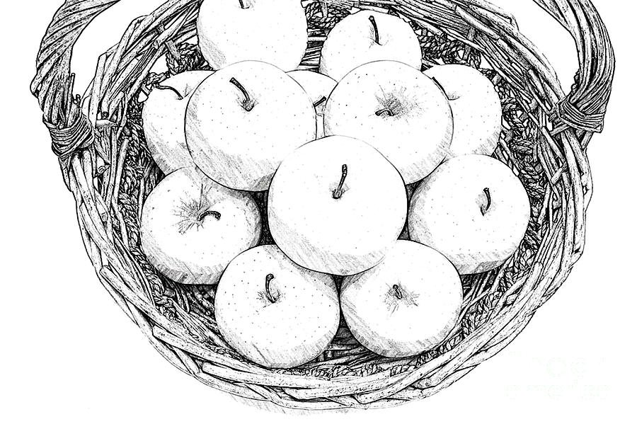 Яблоня карандашом. Яблоко эскиз. Яблоко чб. Корзинка с яблоками раскраска. Яблоко раскраска.