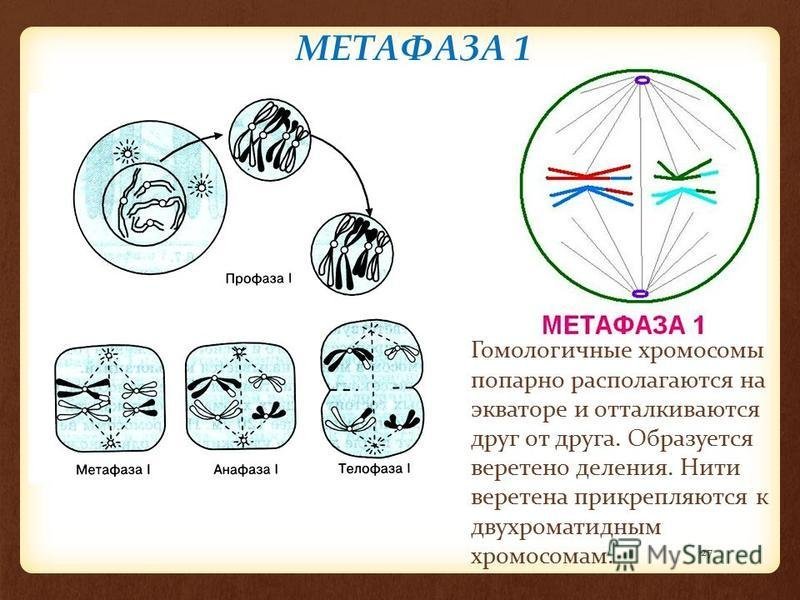 Метафазы первого деления мейоза