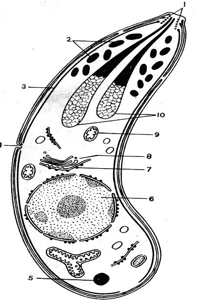 Малярийный плазмодий клетка. Малярийный плазмодий структура клетки. Строение клетки малярийного плазмоида. Малярийный плазмодий строение простейшего. Малярийный плазмодий строение.