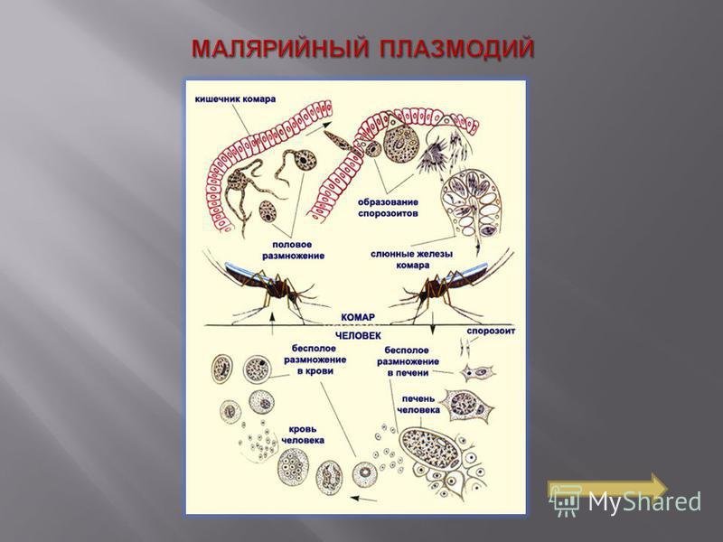 Хозяев в цикле развития малярийного плазмодия. Цикл размножения малярийного плазмодия схема. Споровики строение малярийный плазмодий. Малярийный плазмодий строение 5 класс. Жизненный цикл малярийного плазмодия 7 класс биология.