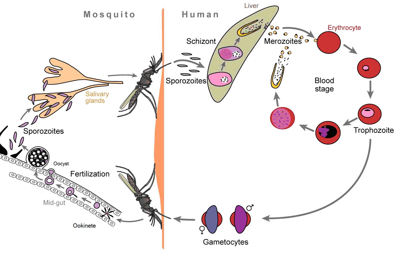 Возникновении малярии