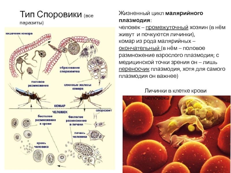 Несколько ведущих генераций плазмодиев в патогенезе малярии. Тип Споровики жизненный цикл малярийного плазмодия. Малярийный плазмодий жизненный цикл промежуточный хозяин. Цикл малярийного плазмодия биология. Тип Апикомплексы, жизненный цикл малярийного плазмодия.
