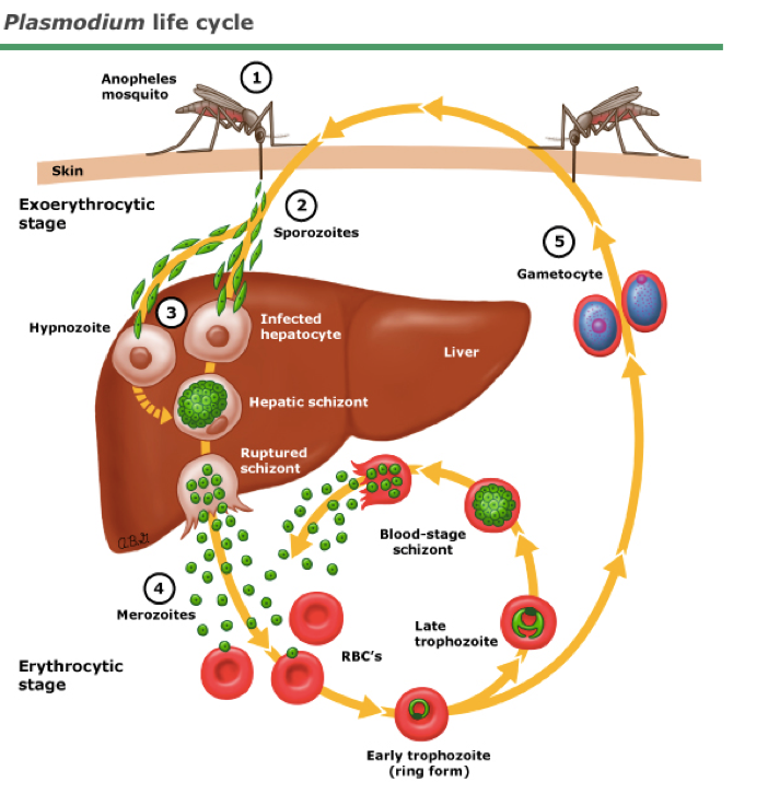 Несколько ведущих генераций плазмодиев в патогенезе малярии. Стадии жизненного цикла малярийного плазмодия. Малярия цикл развития плазмодия. Цикл малярийного плазмодия схема. Жизненный цикл малярийного плазмодия схема.