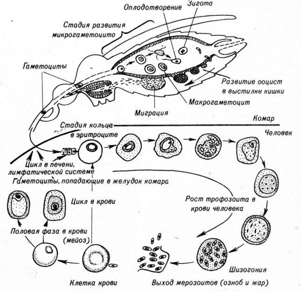 Размножение и развитие малярийного плазмодия