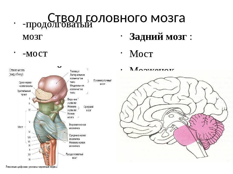 Каким номером на рисунке обозначен продолговатый мозг. Строение ствола головного мозга человека анатомия. Вентральное строение ствола мозга. Ствол мозга средний мозг строение. Схема строения ствола головного мозга.