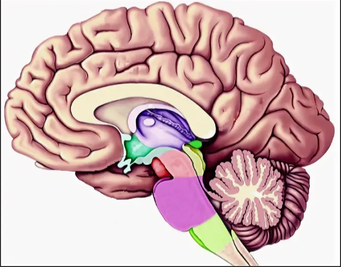 Большое полушарие мозолистое тело мост гипоталамус. Продолговатый мозг мост и мозжечок. Таламус мозжечок. Головной мозг таламус и гипоталамус. Гипоталамус и продолговатый мозг.