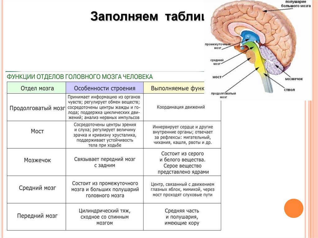 Продолговатый отдел мозга строение. Структуры отделов среднего мозга. Средний мозг продолговатый мозг промежуточный мозг функции. Структура мозга продолговатый мозг таблица. Функции отдела головного мозга промежуточный мозг.