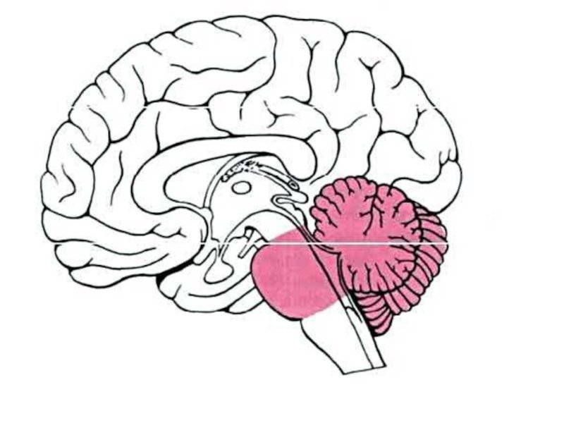 Мост и мозжечок строение. Задний мозг варолиев мост и мозжечок. Задний мозг варолиев мост мозжечок функции. Отделы головного мозга варолиев мост. Задние отделы головного мозга мозжечок продолговатый.