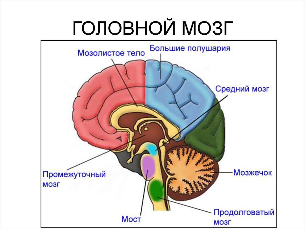 Головной мозг 4 класс. Анатомия головного мозга человека средний мозг. Структура головного мозг средний мозг. Схема строения головного мозга. Внутреннее строение головного мозга человека.
