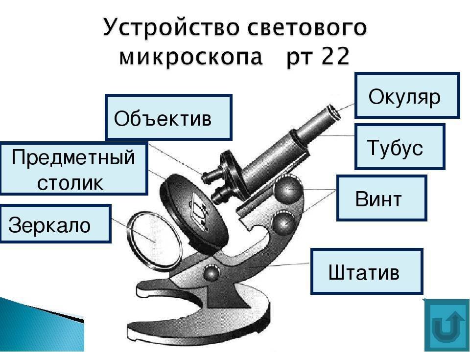 Каждая часть микроскопа. Окуляр микроскопа строение микроскопа. Что такое штатив в микроскопе биология 5. Биология 5 кл строение микроскопа. Микроскоп строение светового микроскопа.