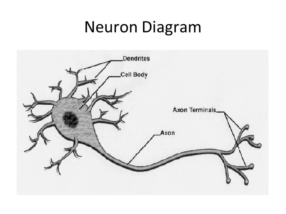 Короткий сильно ветвящийся отросток нервной клетки. Нервная ткань. Клетки нервной ткани.