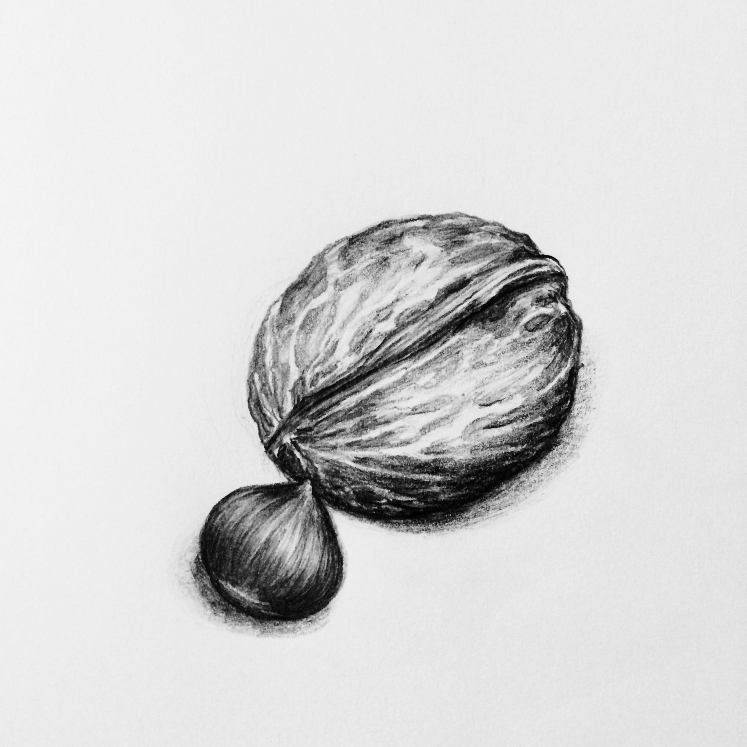 How to draw walnuts step by step