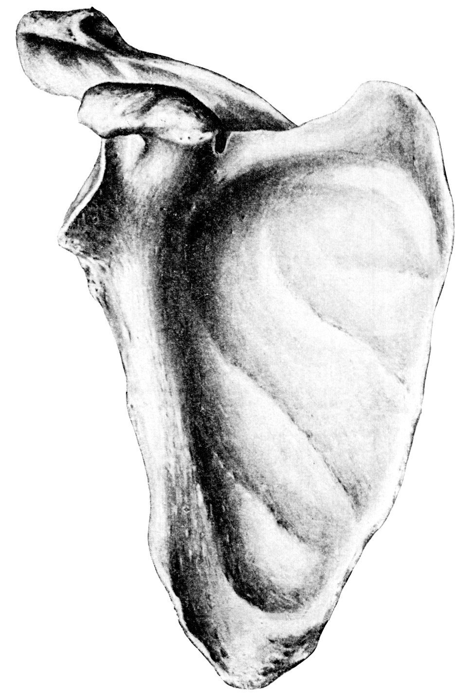 Лопатка человека анатомия