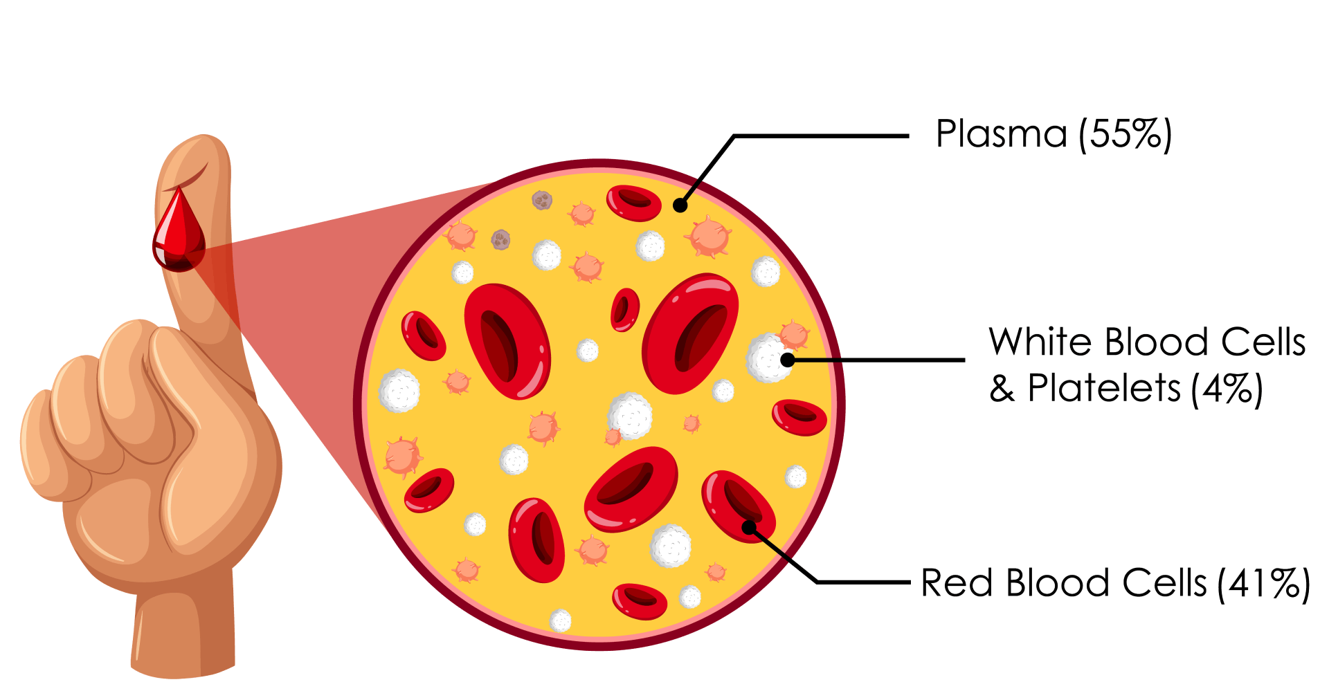 Как по английски кровь. Плазма клетки в крови. Blood Composition. Плазма и форменные элементы крови. Состав крови картинка.
