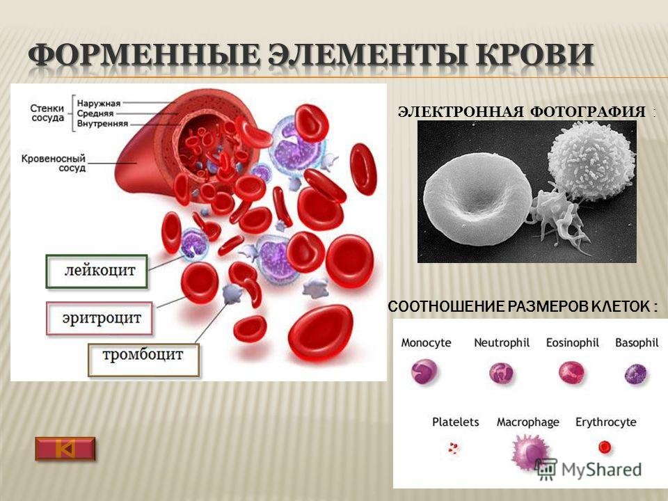 Назовите элементы крови. Клетки крови эритроциты лейкоциты тромбоциты рисунок. Форменные элементы крови лейкоциты. Форменные элементы крови эритроциты лейкоциты тромбоциты. Клетки крови лейкоциты состав клетки.