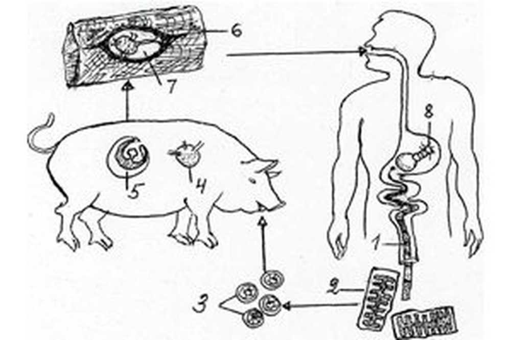 Человек для бычьего цепня хозяин. Жизненный цикл свиного цепня. Цикл развития бычьего и свиного цепней. Жизненный цикл свиного цепня схема. Цикл развития бычьего и свиного цепня.