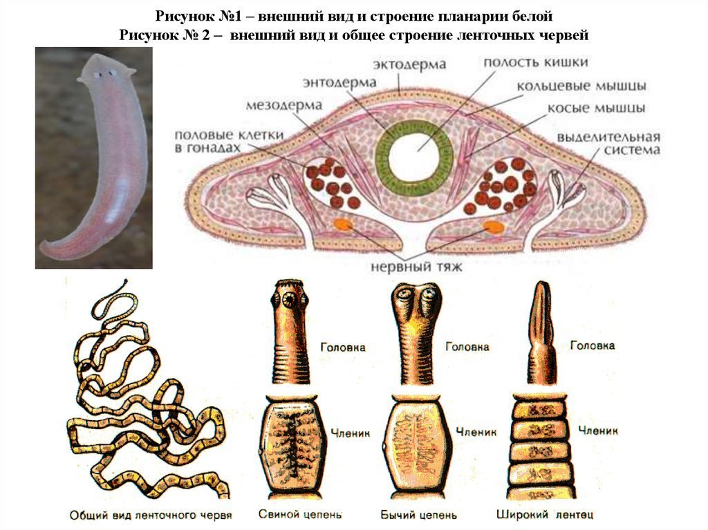 Строение внутренних паразитов. Ленточные черви свиной бычий цепни. Ленточные черви строение рисунок. Плоские черви ленточные строение. Сколексы бычьего саиного цепней.
