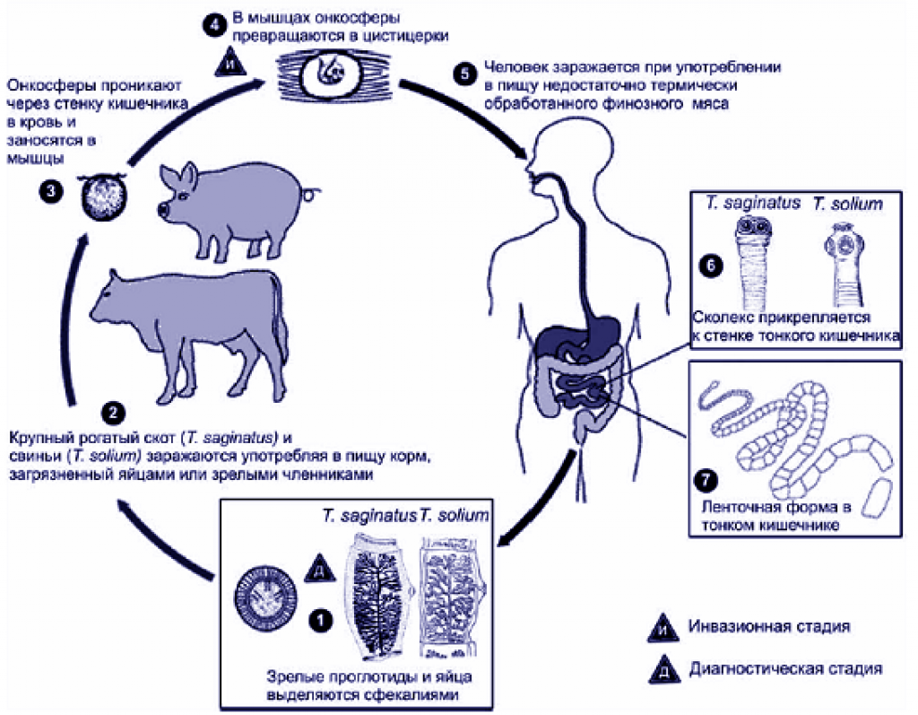 Онкосфера в кишечнике. Свиной цепень жизненный цикл промежуточный хозяин. Цикл развития бычьего и свиного цепней. Цикл развития бычьего цепня. Жизненный цикл свиного цепня схема.