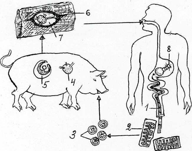 Цикл ленточных червей. Жизненный цикл свиного цепня схема. Жизненный цикл свиного цепня биология рисунок. Цикл развития свиного цепня. Жизненный цикл свинного цепня.