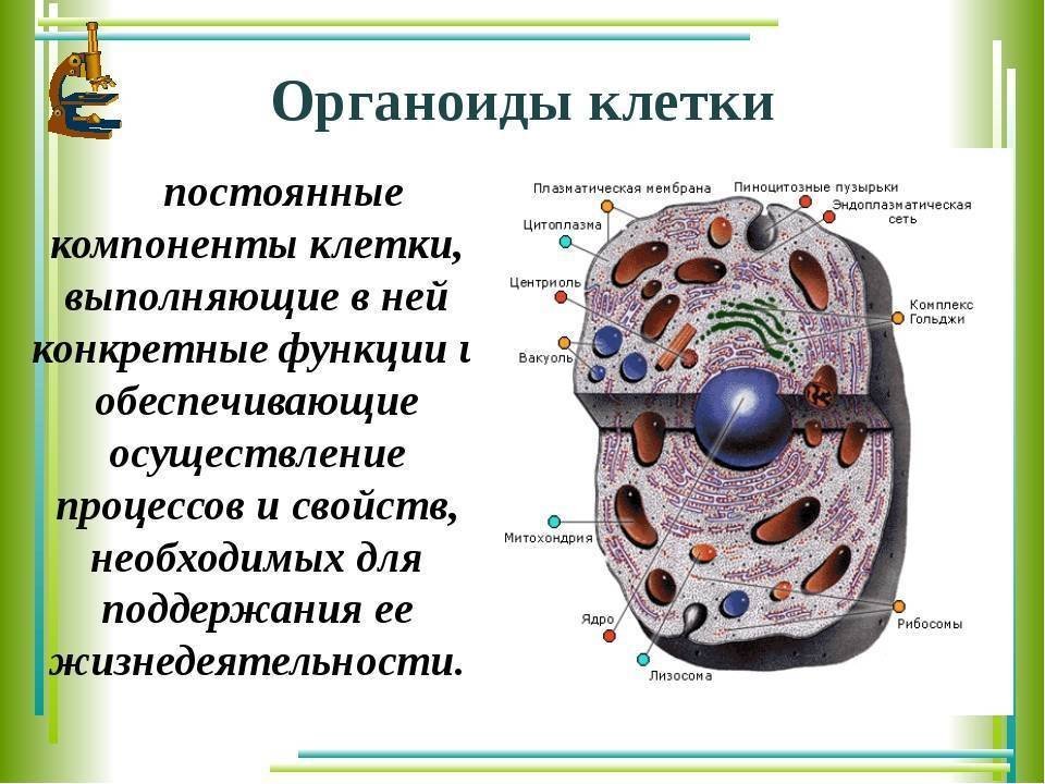Органоиды клетки схема. Мембранные органеллы клетки эукариот. Основные функции органелл клетки животной. Строение органеллы схема. Органоиды клетки схема строения.