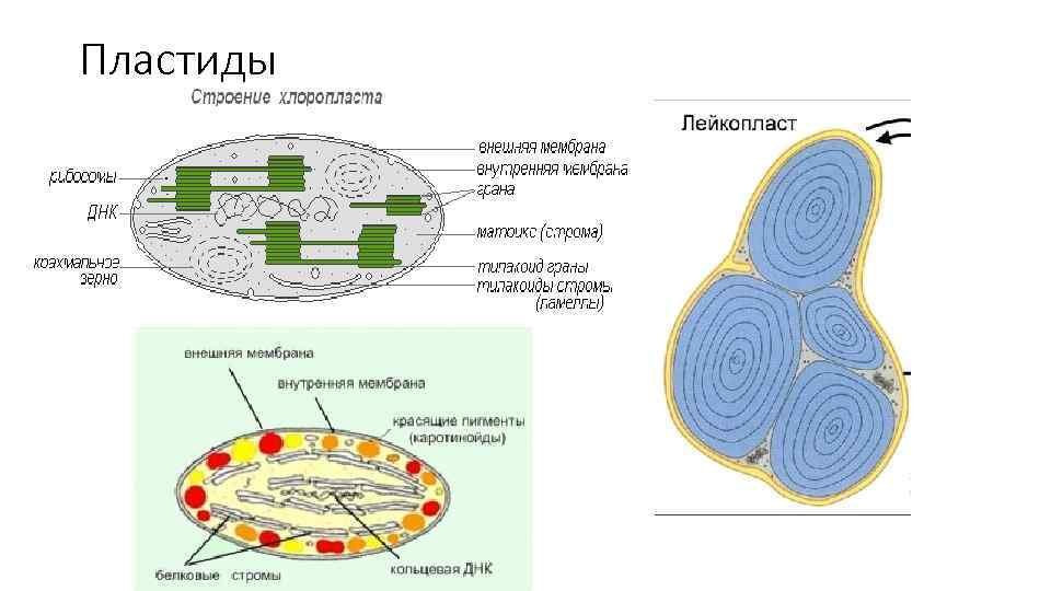 Хлоропласты характерны для ответ. Строение растительной клетки пластиды. Структура клетки растения пластиды. Строение хлоропласта растительной клетки. Пластиды схематический рисунок.