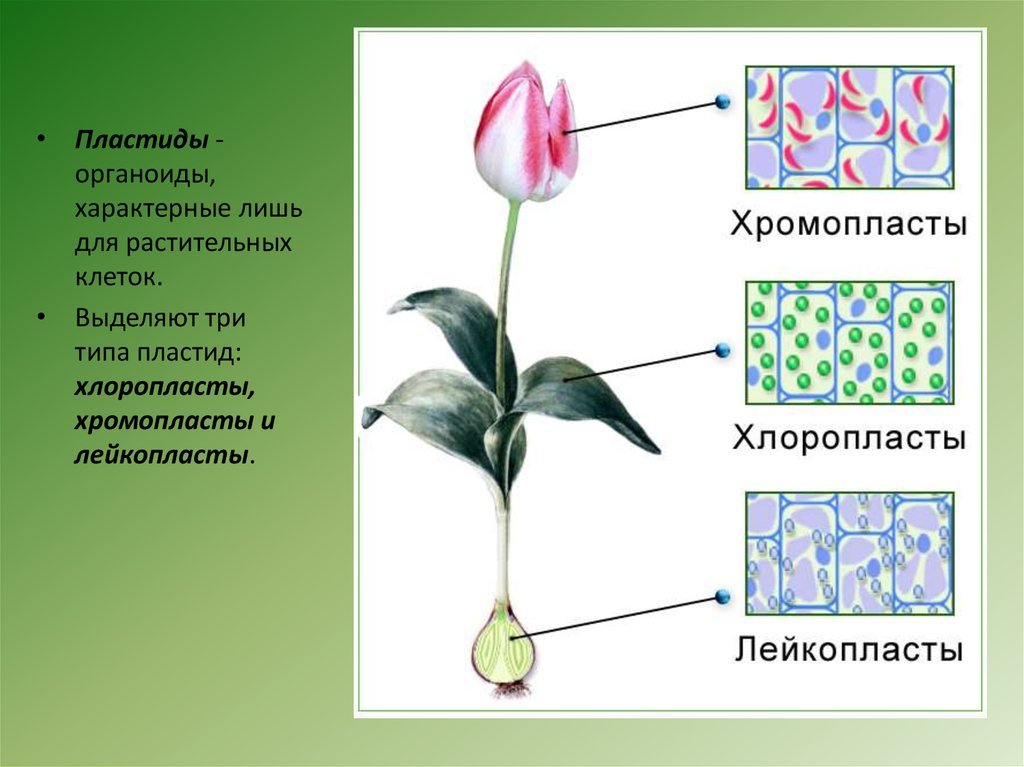 Фотосинтез осуществляется в хромопластах. Хромопласты. Хромопласты строение. Хромопласты рисунок. Хромопласты растительной клетки.