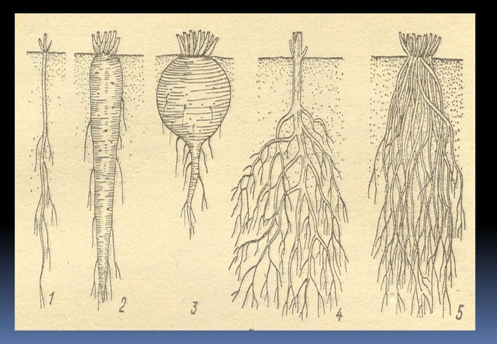 Виды измененные корни. Видоизменения корня корневище корнеплод. Видоизменения корневой системы растений.