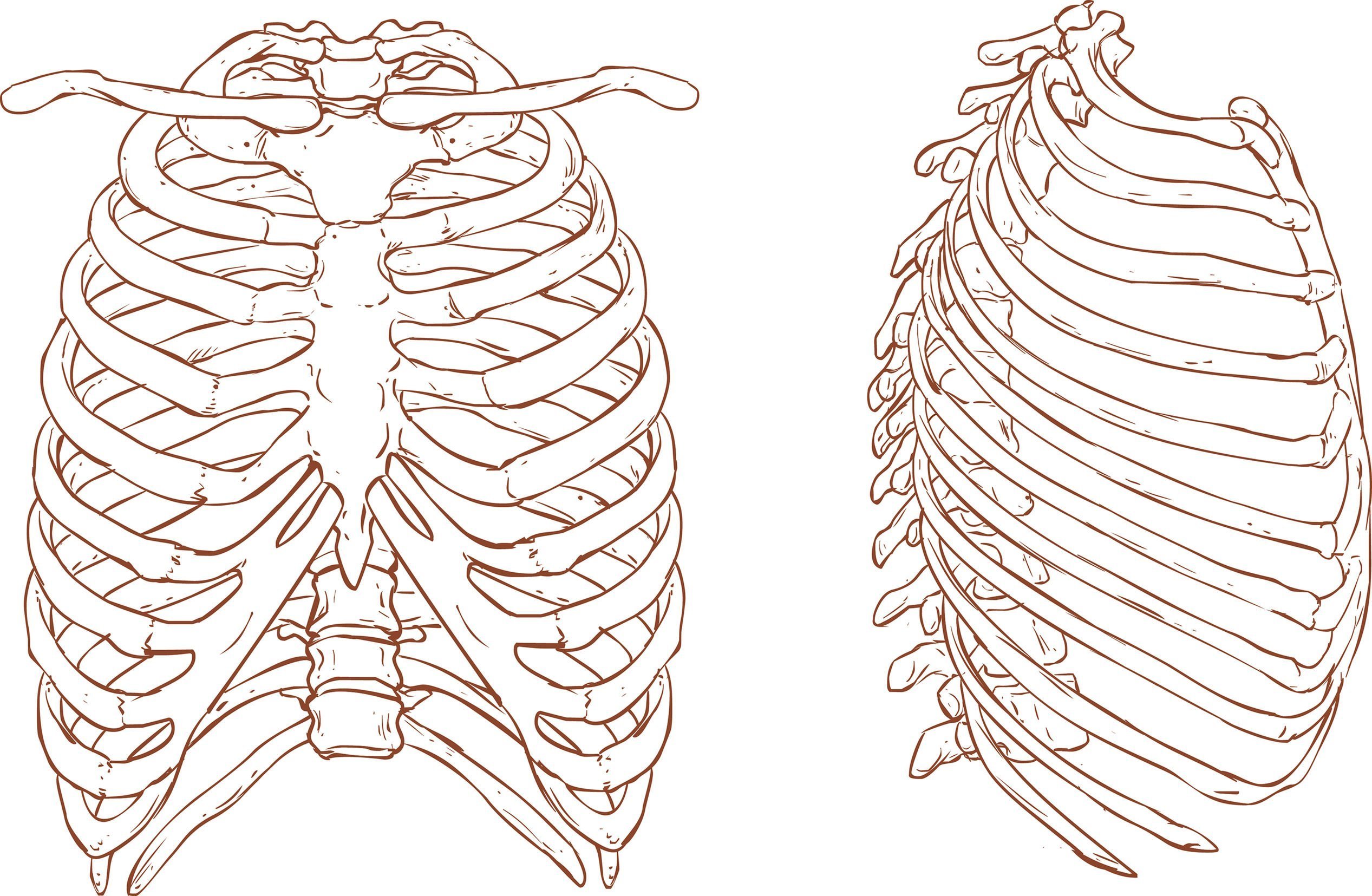 Может ли в цепи ребер. Грудная клетка с ребрами и грудиной. Анатомия скелет грудной клетки ребра Грудина. Грудная клетка анатомия 10 ребро. Грудина скелет сбоку.