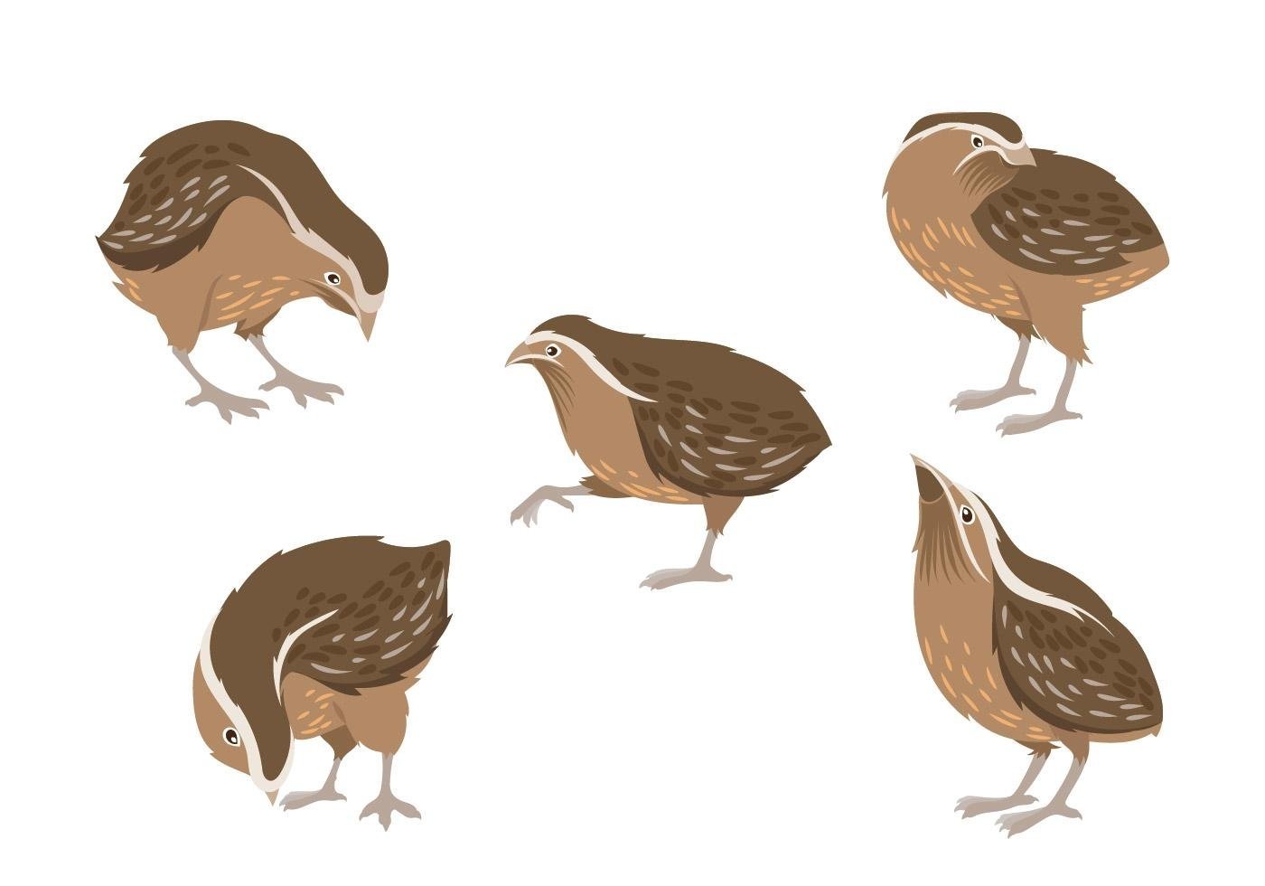 Как нарисовать птицу клеста поэтапно