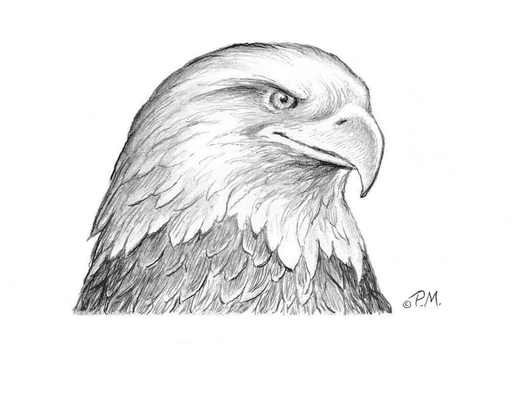 Рисунок орла. Рисунок орла для срисовки. Орёл карандашом для срисовки. Орел карандашом легко и красиво. Рисунок орла карандашом для срисовки.