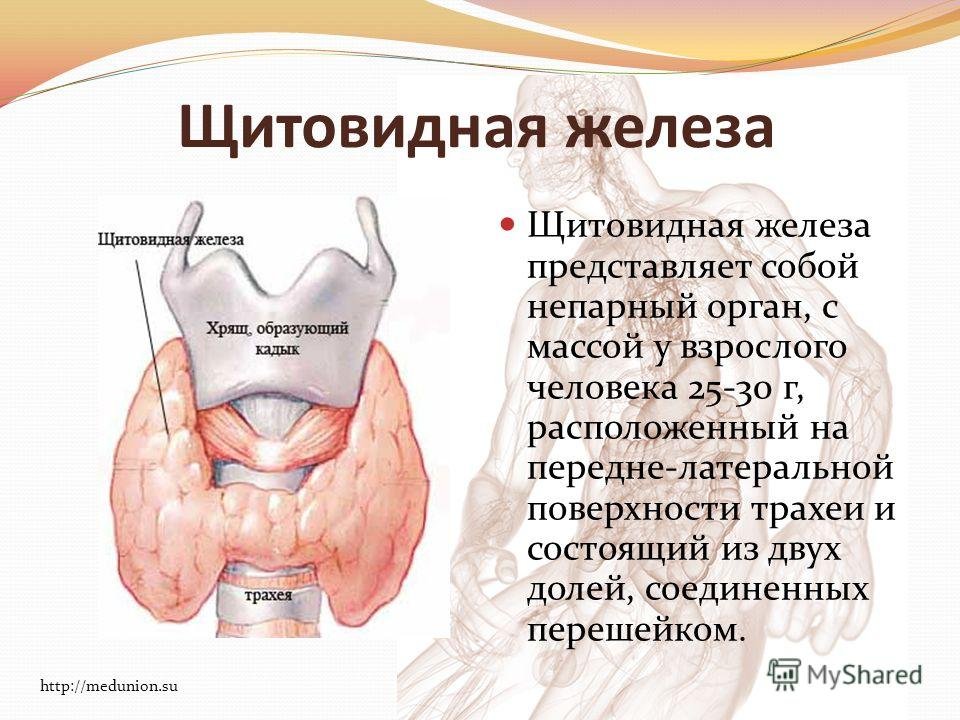 Как живете без щитовидной железы. Боковые доли щитовидной железы. Железы щитовидной железы. Щитовидная щитовидная железа.